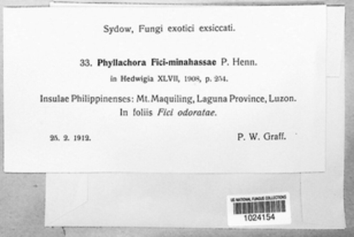 Phyllachora fici-minahassae image